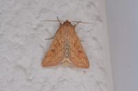 Mythimna vitellina