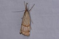 Chrysocrambus linetella
