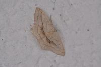 Scopula imitaria