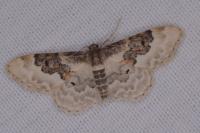 Idaea rusticata