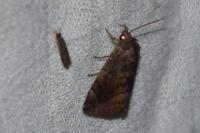 Cosmia pyralina