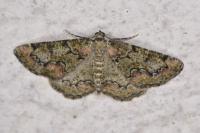 Cleorodes lichenaria