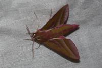Deilephila elpenor