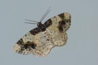 Ligdia adustata