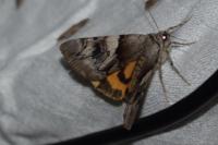 Catocala fulminea