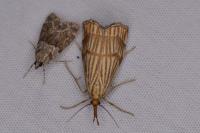 Chrysocrambus linetella
