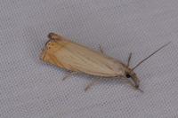 Chrysoteuchia culmella