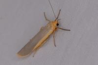 Manulea complana