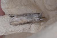 Cucullia umbratica