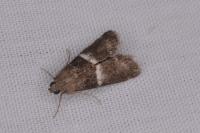 Elegia similella