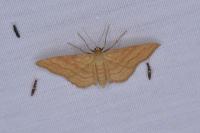 Idaea ochrata