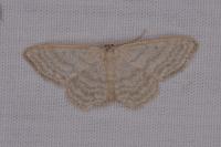 Idaea subsericeata