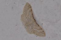 Idaea fuscovenosa