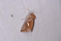 Macdunnoughia confusa