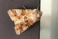 Eremobia ochroleuca