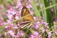 Isturgia limbaria limbaria