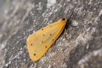 Setina irrorella irrorella