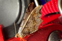 Macaria alternata