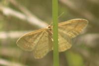 Idaea ochrata