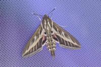 Hyles livornica