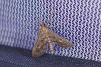 Metasia corsicalis