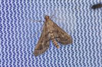 Metasia corsicalis