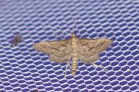 Metasia corsicalis