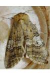 Tethea ocularis