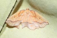 Epione repandaria