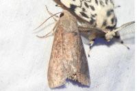Parastichtis suspecta