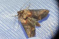Abrostola triplasia