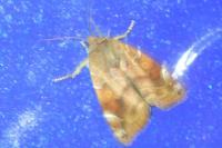 Cosmia affinis
