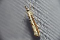 Platytes alpinella