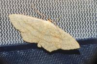 Scopula nigropunctata