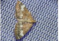Perizoma alchemillata