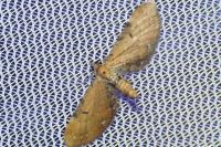 Eupithecia absinthiata