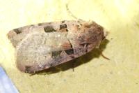 Xestia triangulum