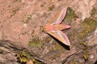 Deilephila elpenor