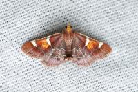 Pyralis regalis