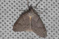 Pachycnemia hippocastanaria hippocastanaria