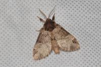 Drymonia obliterata