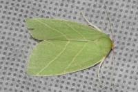 Bena bicolorana