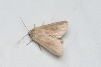 Mythimna congrua