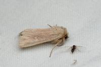 Mythimna congrua