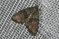 Cryphia algae