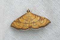 Anania verbascalis