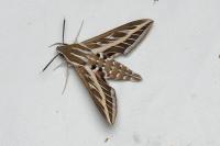 Hyles livornica