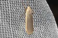 Katha depressa
