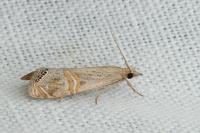 Euchromius ocellea