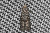 Dioryctria